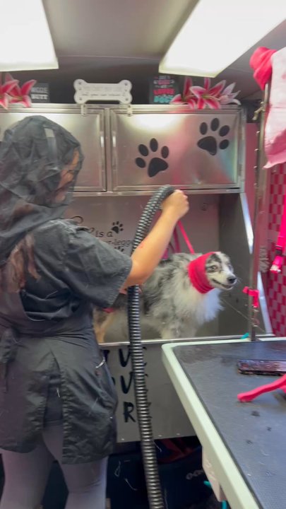 Suds and Studs Spaw - Pet Groomers Near Me