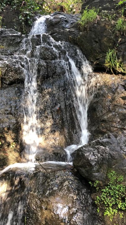 Codornices Park - Secret waterfall! - Parks Near Me - Berkeley, California