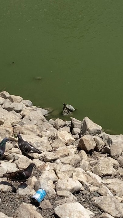 Hidden Lake Park - Turtles and friends - Local Flavor Near Me - Milpitas, California