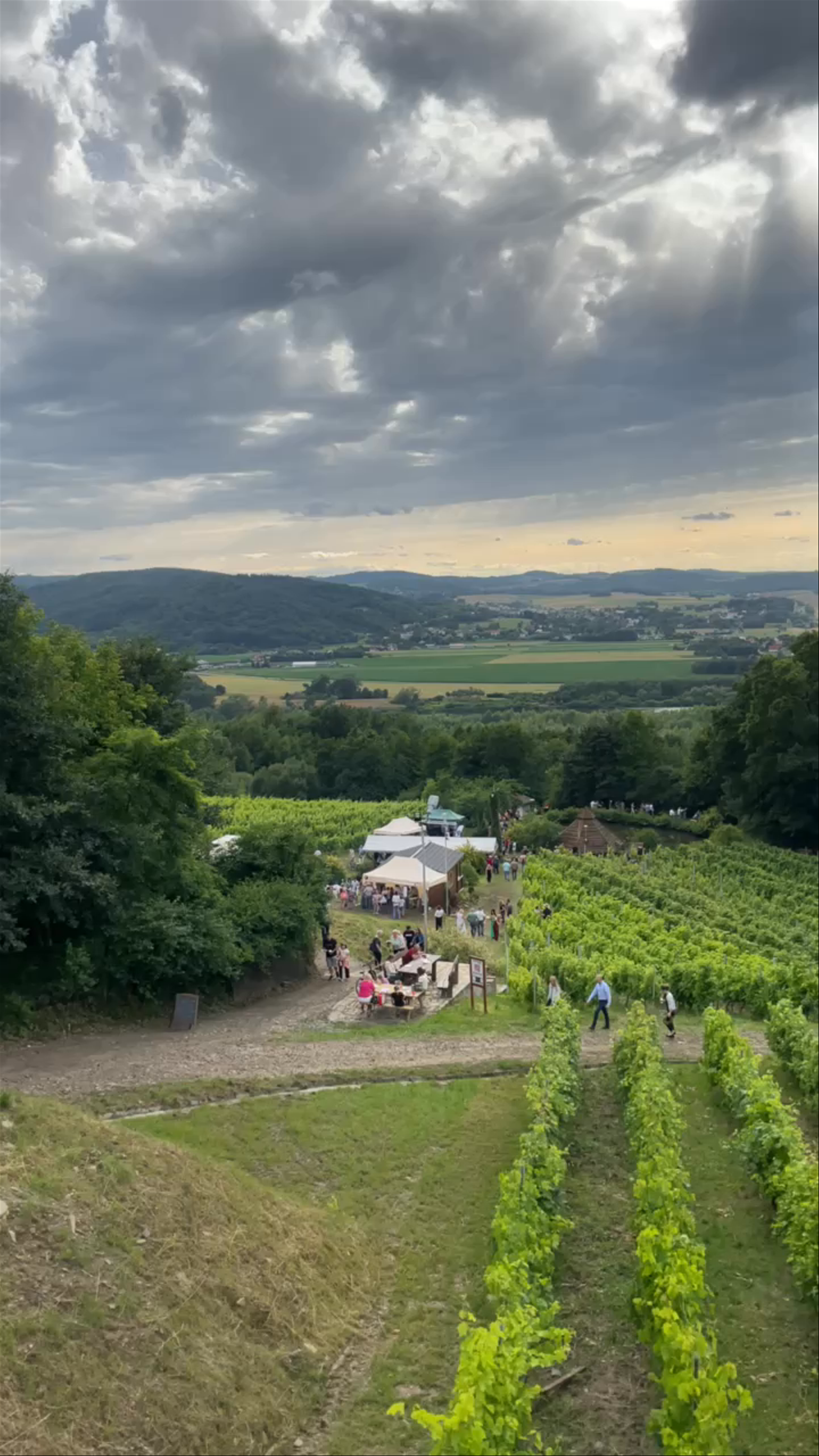 Winnica Dąbrówka