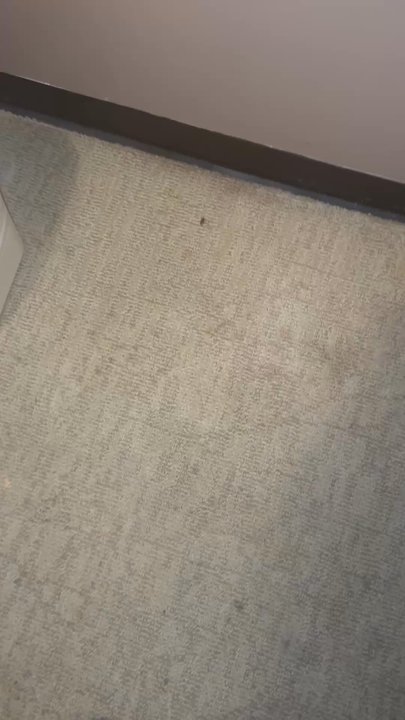 Hotel Pacific Garden - Roach running around, we're in their way. - Hotels Near Me - Gardena, California