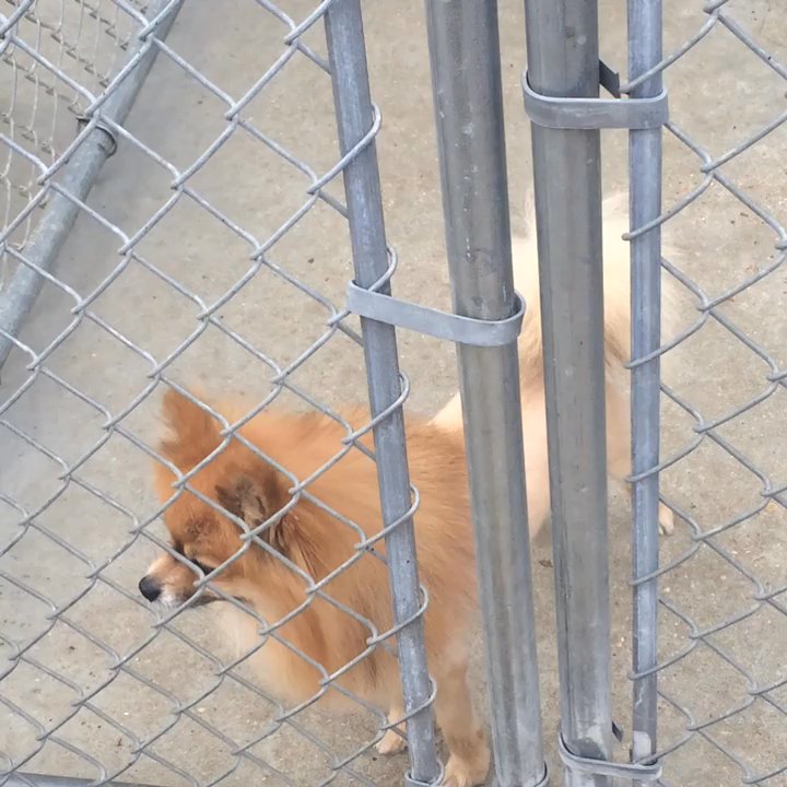 PetSmart - This is the outside that's connected to the inside. - Pet Training Near Me - Columbus, Mississippi