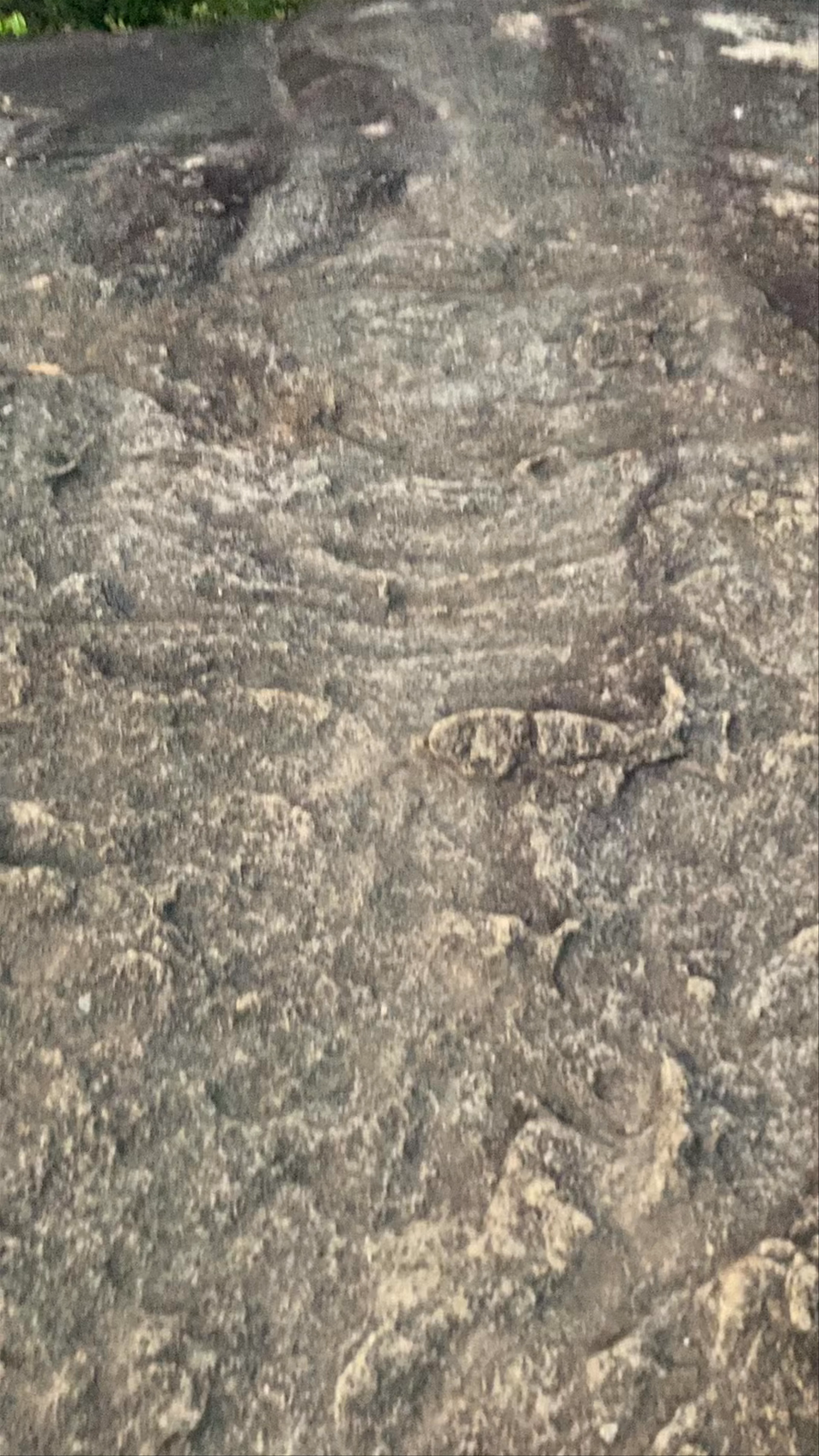 Pidurangala Rock, Sigiriya, Sri Lanka
