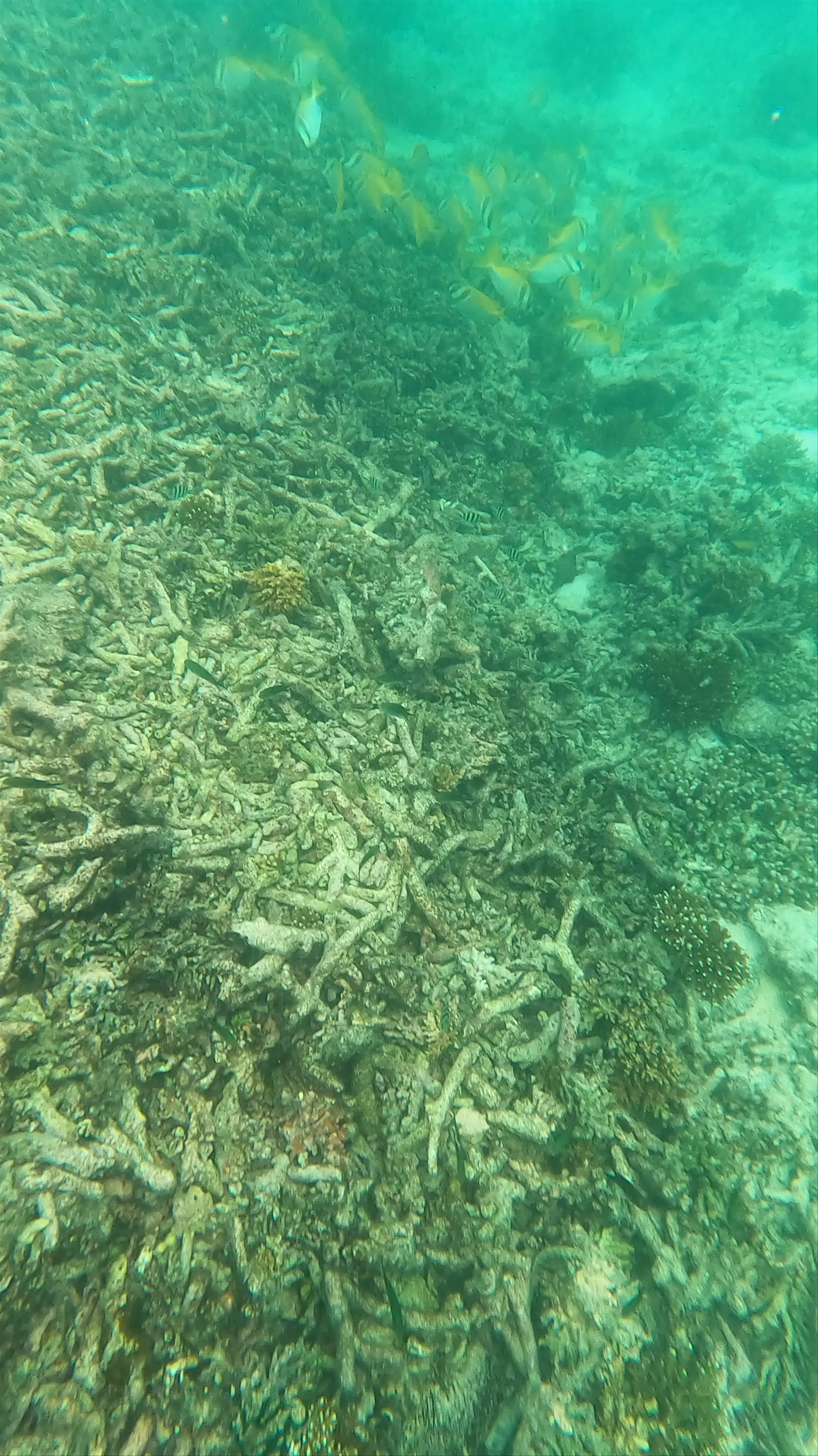 Underwater Wonders at Koh Nang Yuan: Vibrant Reef and Tropical Fish