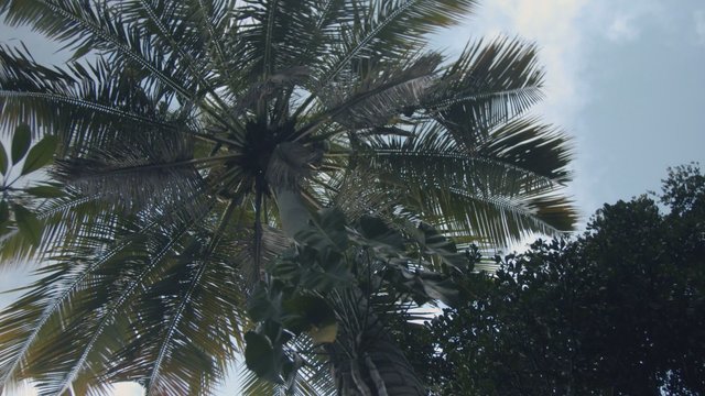 Water drops falling from a coconut tree