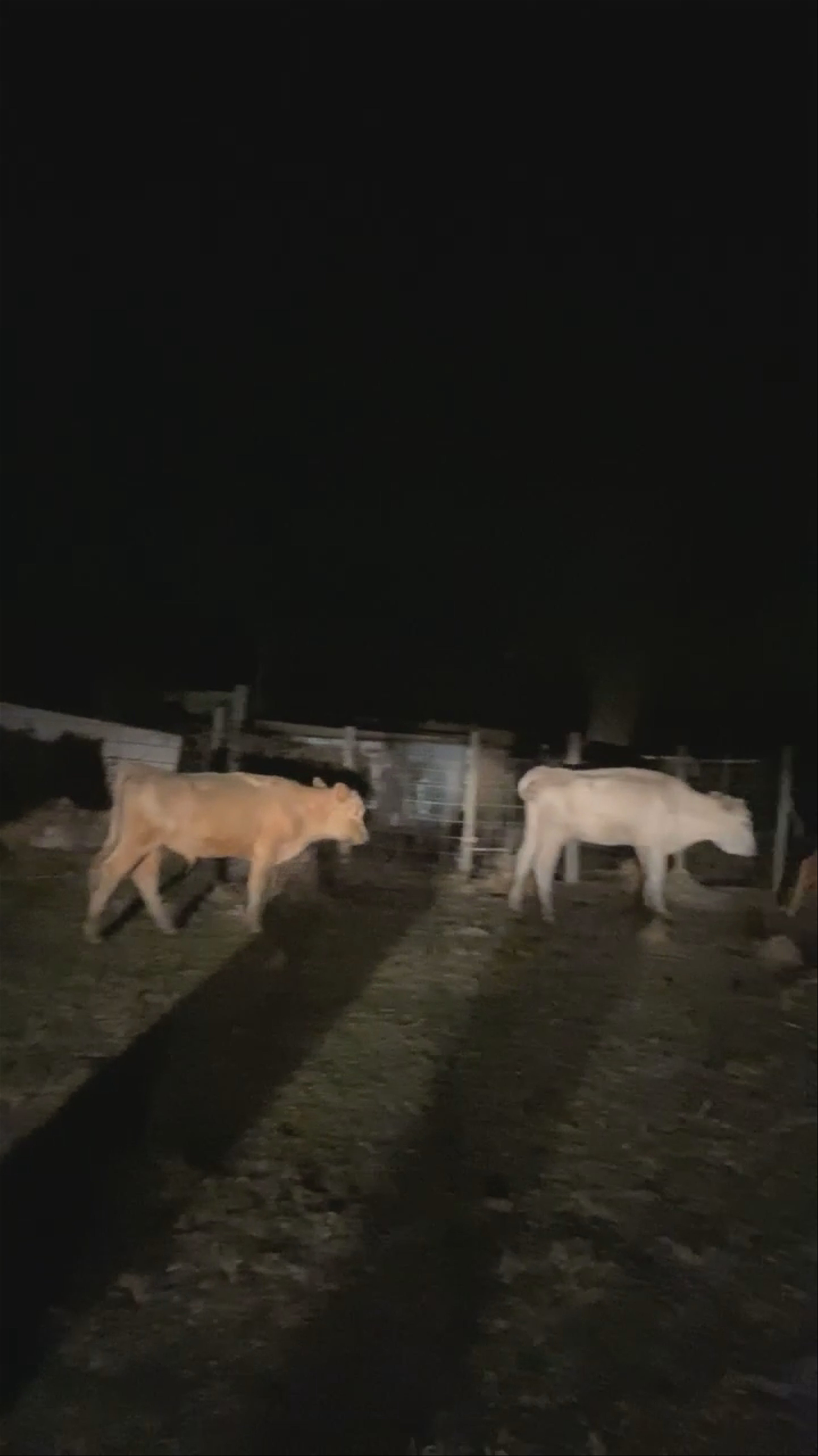 Bonding with farm animals