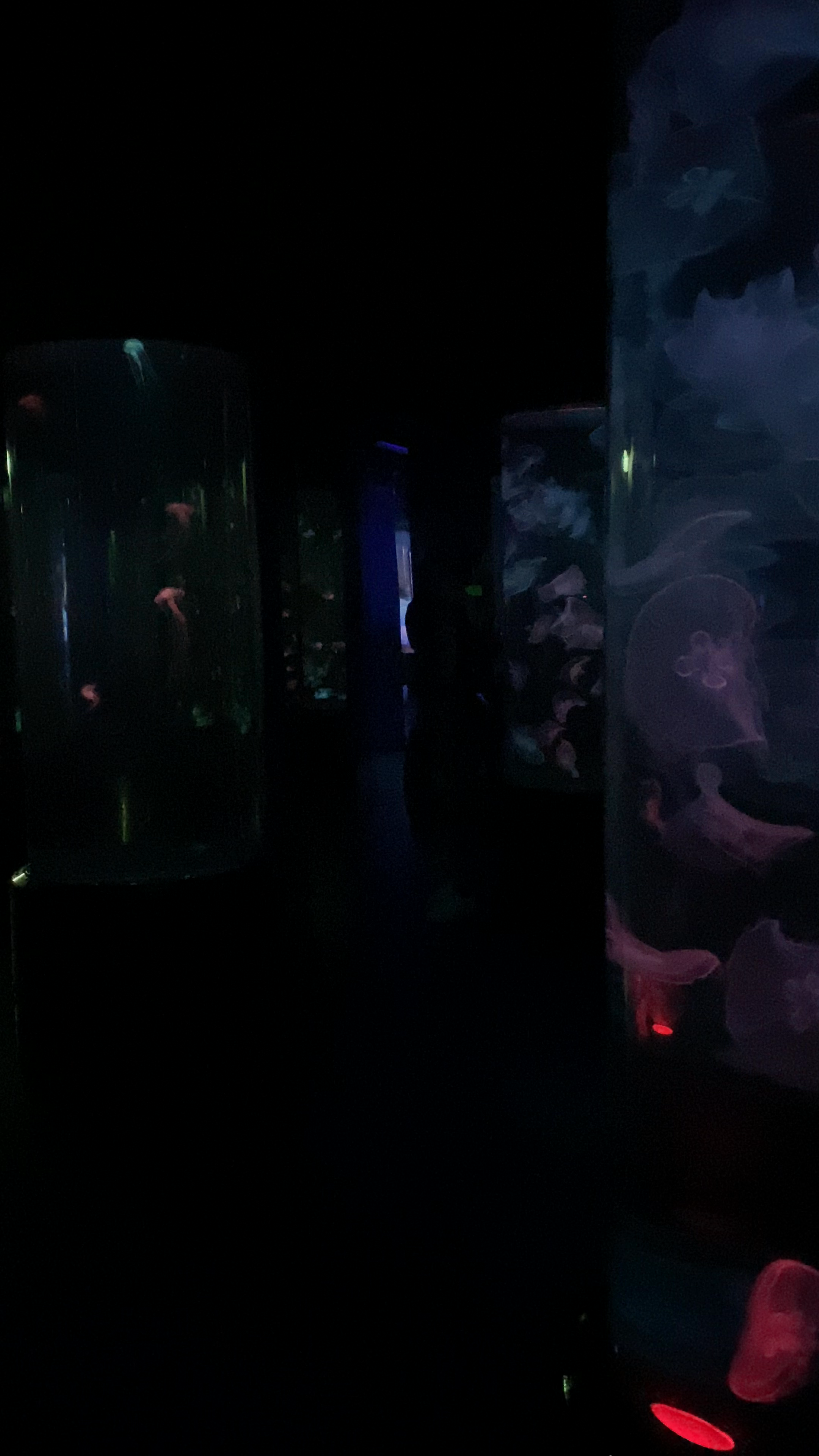 Mesmerizing Jellyfish Exhibit at Ocean Park, Hong Kong