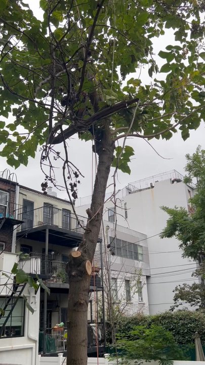 LA Tree Service Creative Corp - Tree Services Near Me