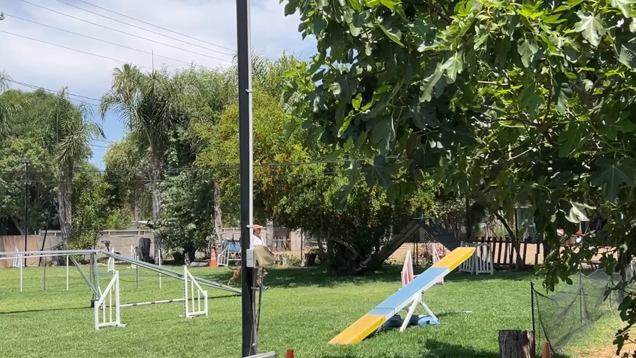 Fun Dog Agility - My girl, Bonnie, workin' it out! - Pet Training Near Me