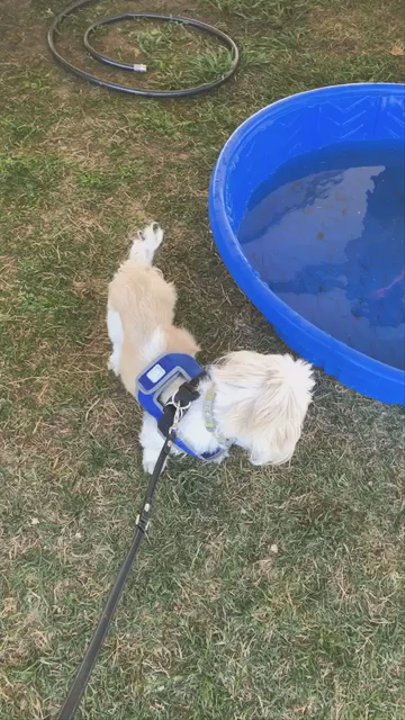 Pet-A-Palooza - tons of water for your dogs to cool off - Festivals Near Me - Las Vegas, Nevada