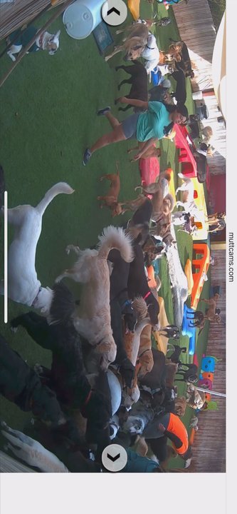 Camp Run-A-Mutt - Pet Sitting Near Me - Chula Vista, California