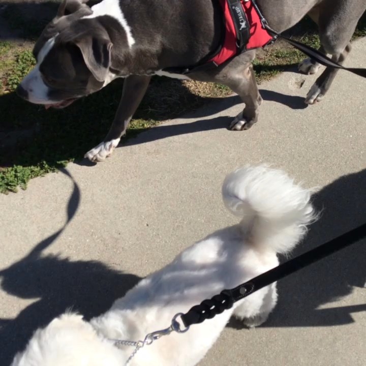 A BiG Dog House - Proper leash walking with any equipment. - Pet Sitting Near Me