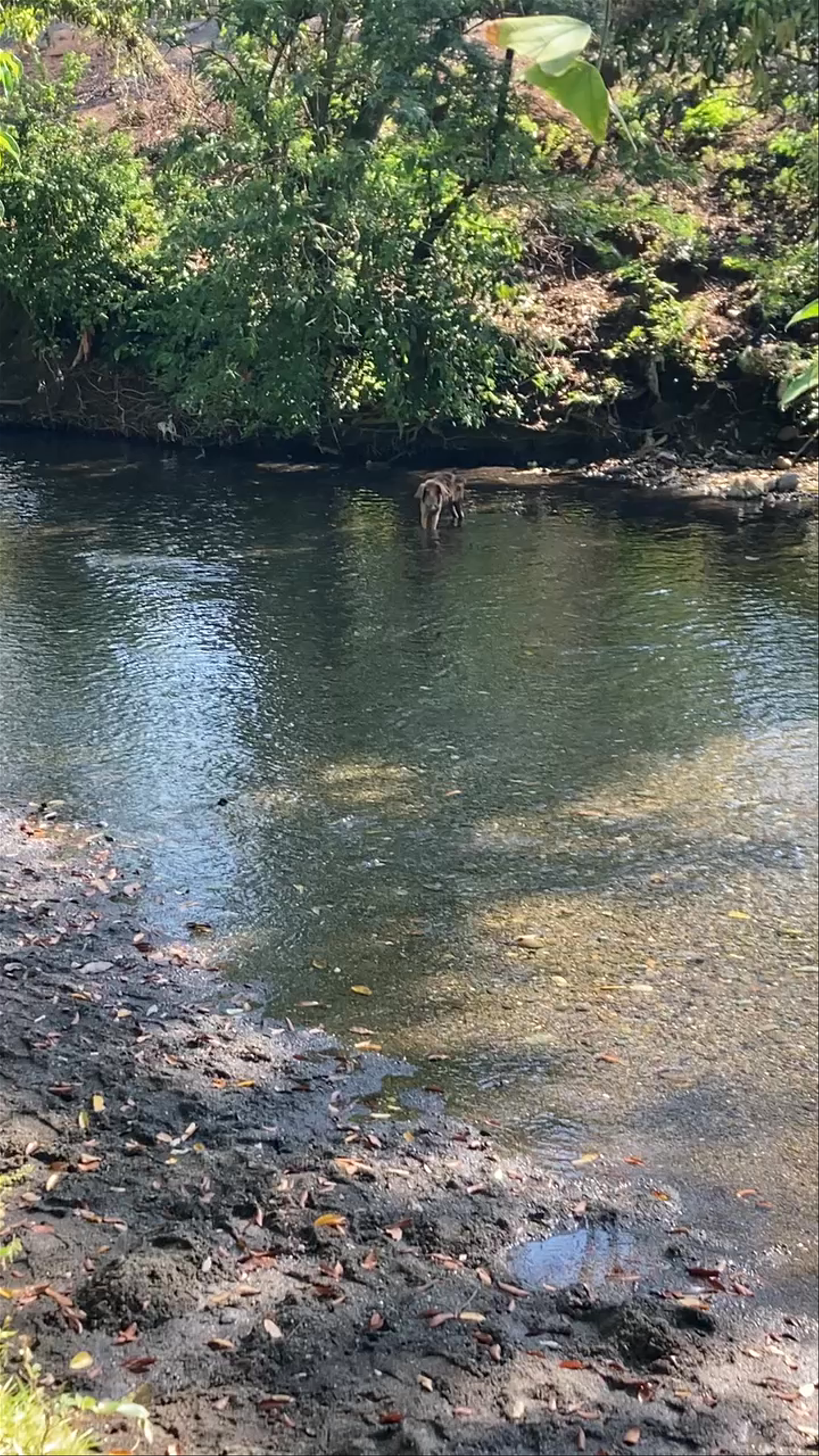 Cataratas - Finca El Paraíso