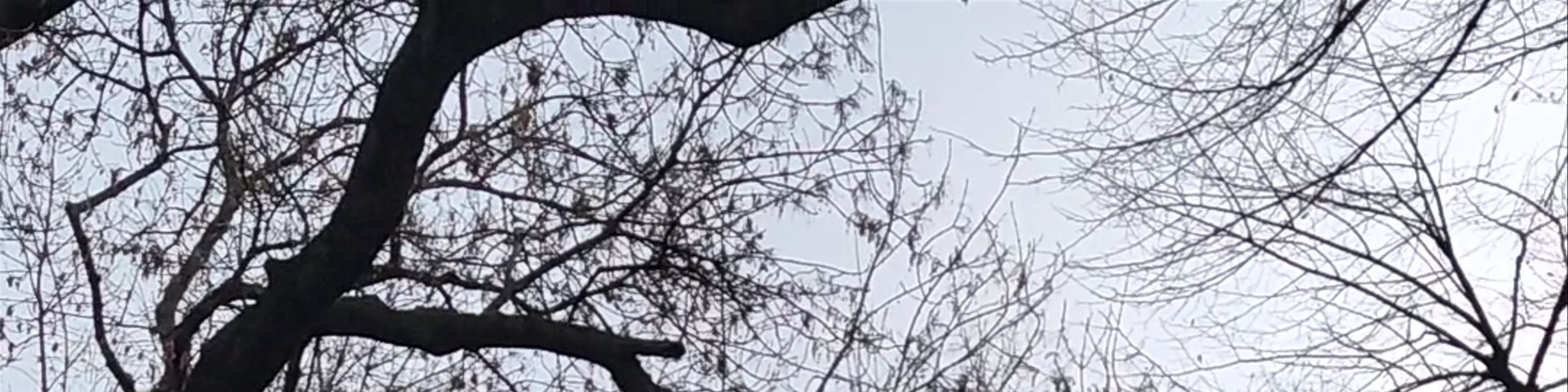 Μνημείο του Γιοχάνες Μπραμς