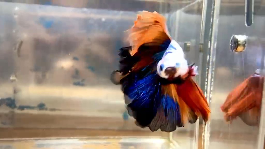 Betta fish