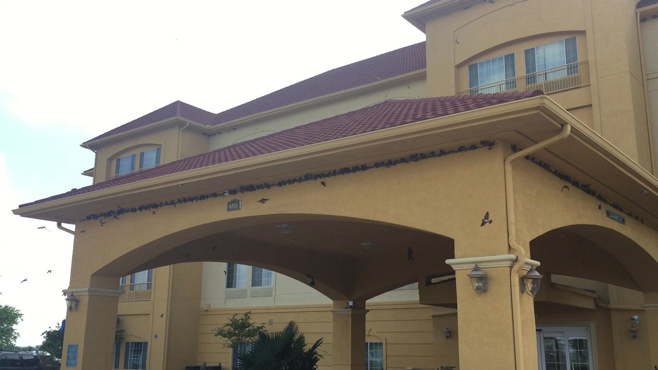 La Quinta by Wyndham Gainesville - Birds every where! - Hotels Near Me - Gainesville, Texas