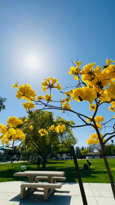 Peppertree Park - Golden trumpet tree - Parks Near Me - Tustin, California