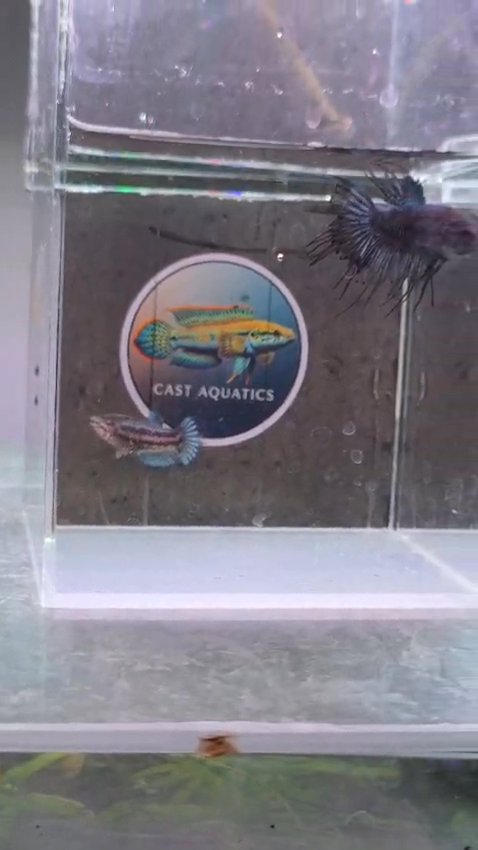 Crowntail Bettas