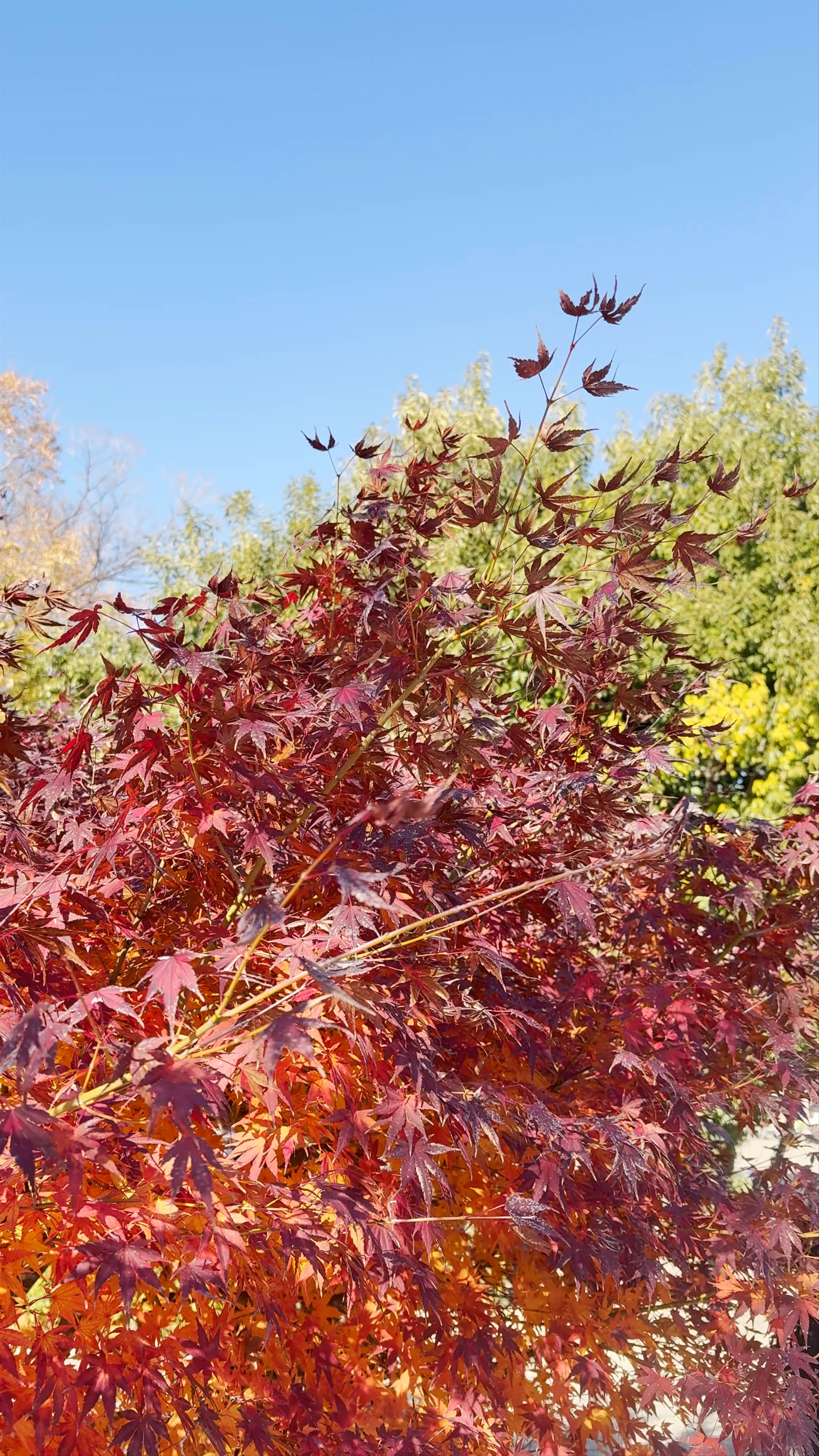 Osaka Castle: Autumn Splendor and Historical Majesty