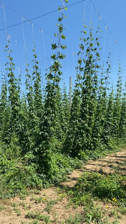 TopWire Hop Project - Feeling hoppy - Beer Gardens Near Me - Woodburn, Oregon
