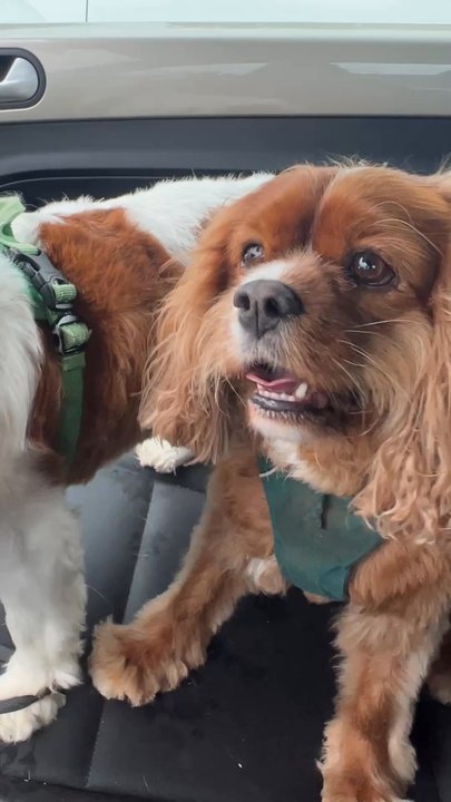 PetSmart - Omg the best! My King Charles loved their experience! And the ladies Jada and Gracie took their time to know exactly what I wanted!! Yayyy! - Pet Training Near Me - NASHVILLE, Tennessee
