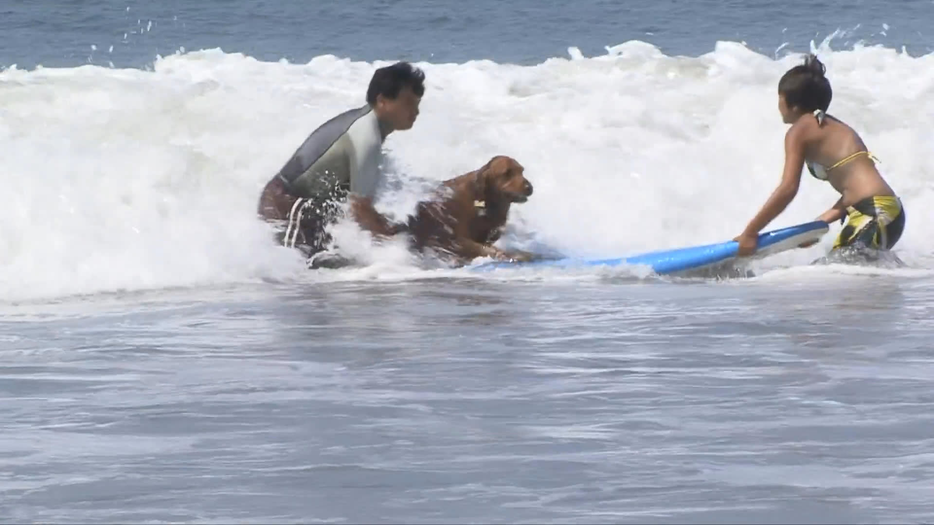 Instructors guide a golden retriever onto a surfboard in the ocean to teach the dog how to ride incoming waves. The session transitions to a relaxing moment as a man sits with the golden retriever on a patio chair.