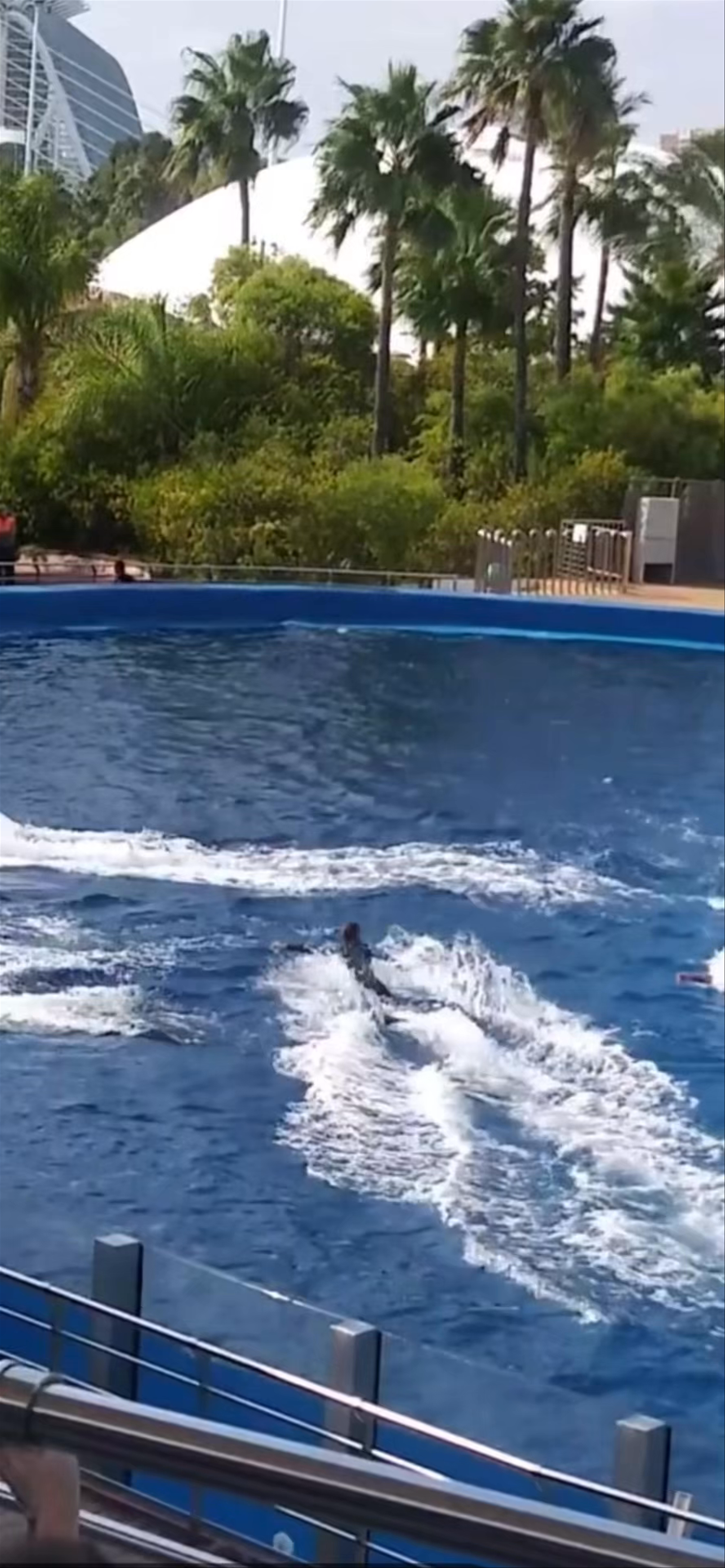 Dolphin Show at Dofinari in Valencia