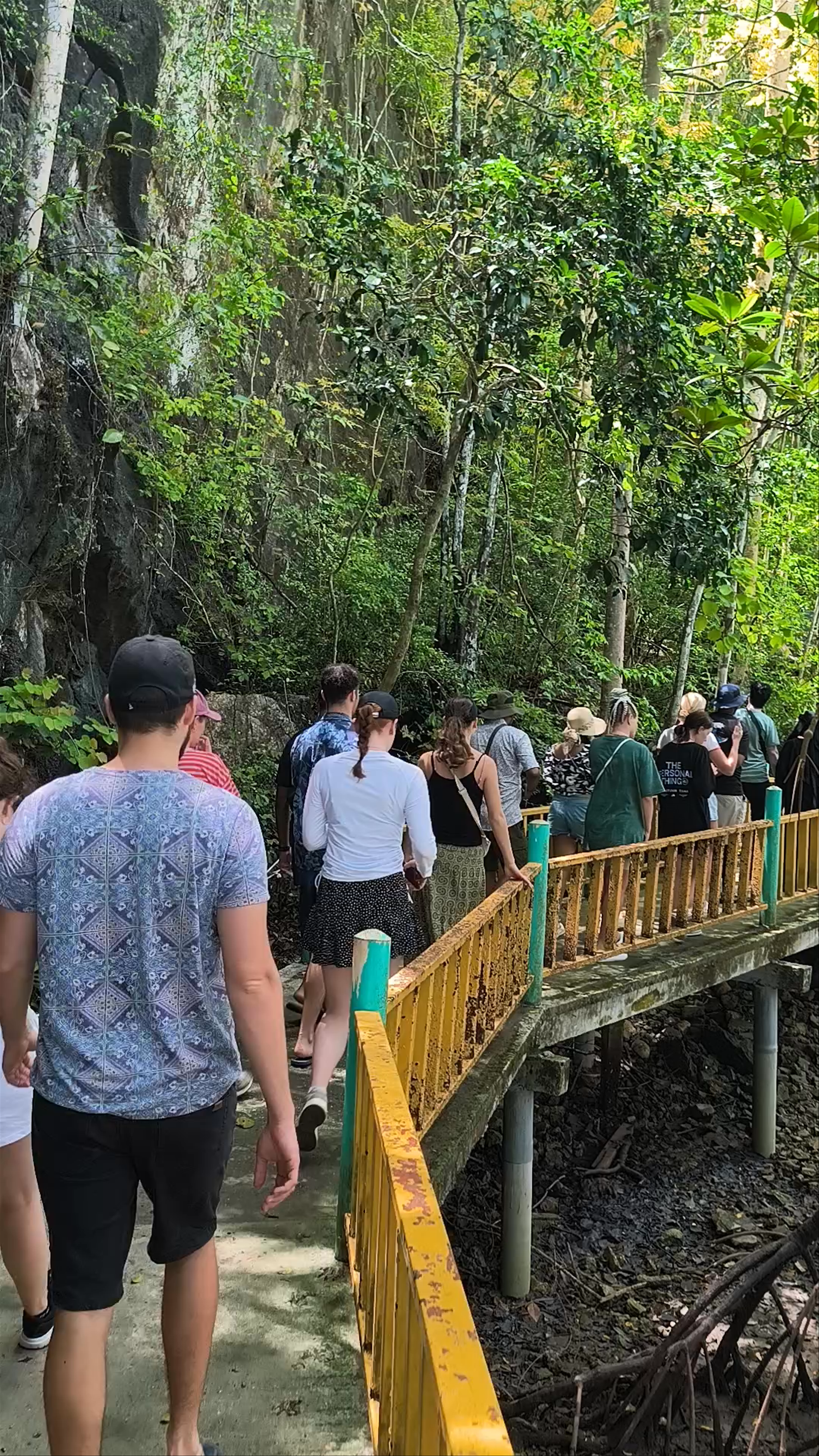 Langkawi Mangrove Tour: Discovering Nature's Hidden Green Heart