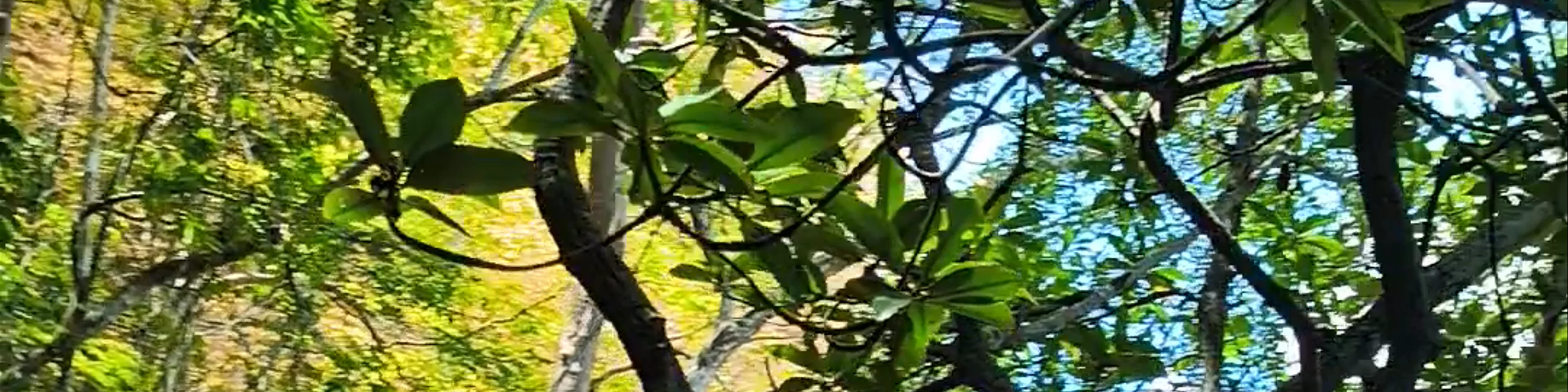 Langkawi Mangrove Tour By Bard