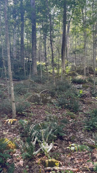 Ben Utter Trail - Hiking Near Me