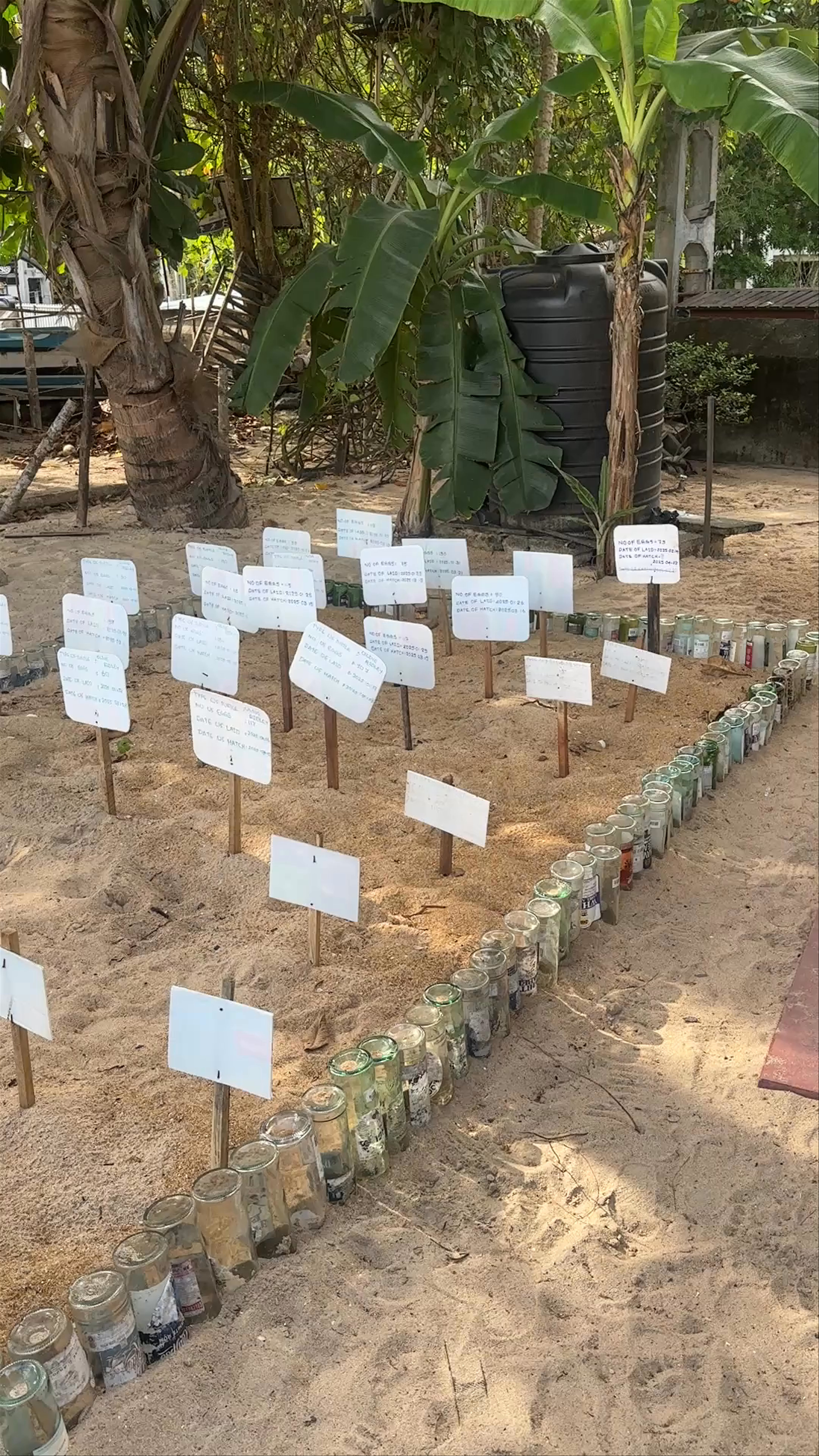 Unawatuna Beach Turtle Nesting Conservation in Sri Lanka