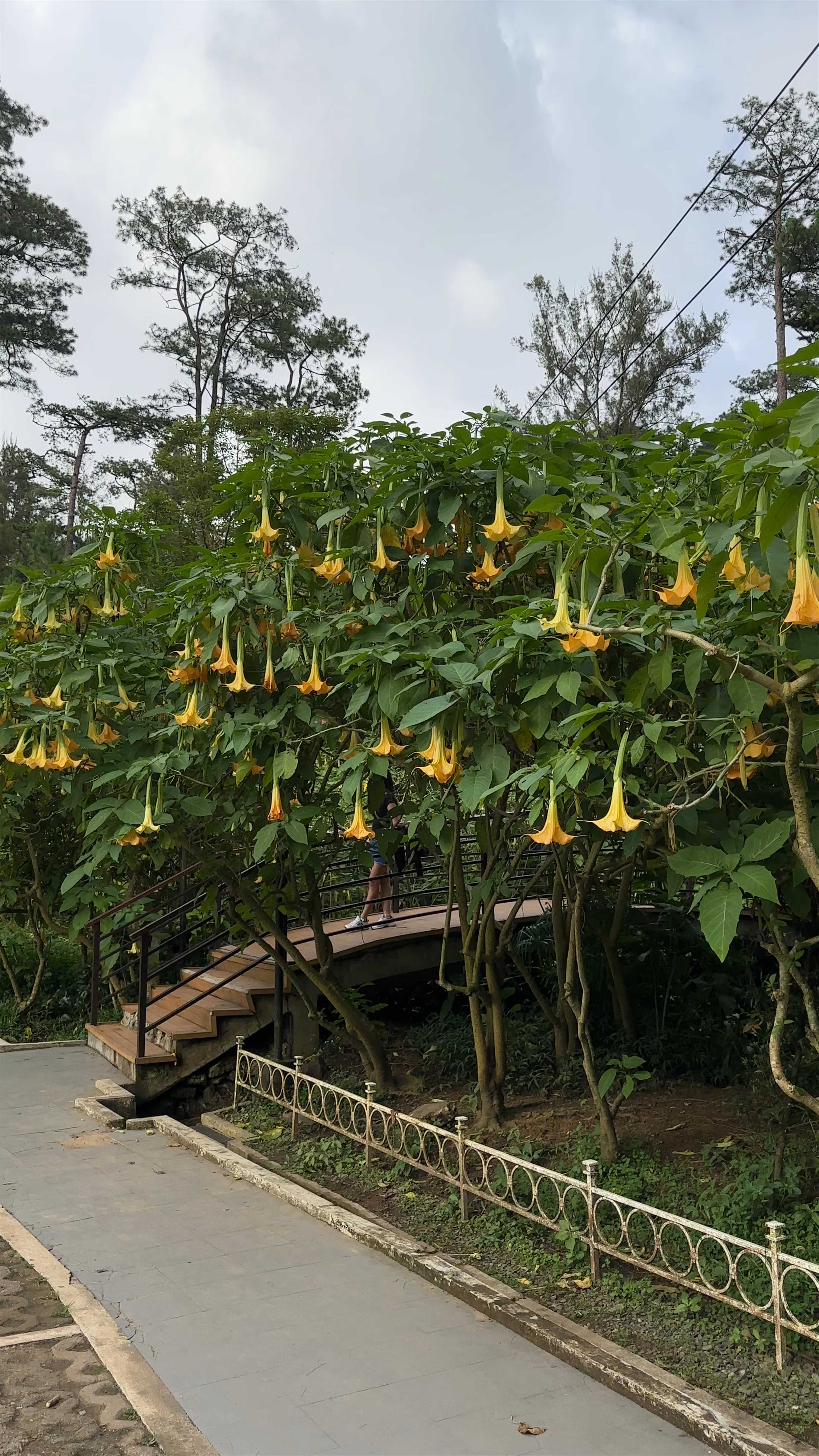 Baguio Botanical Garden 