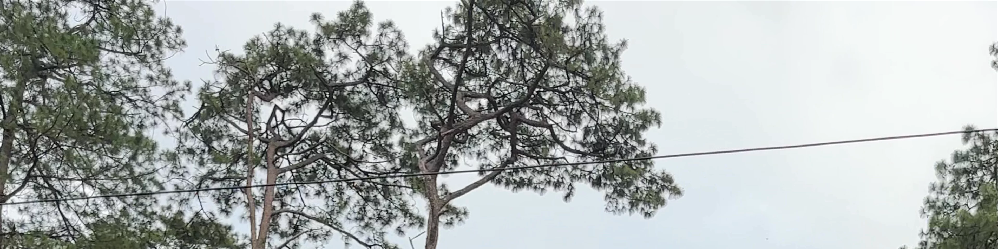 Baguio Botanical Garden 