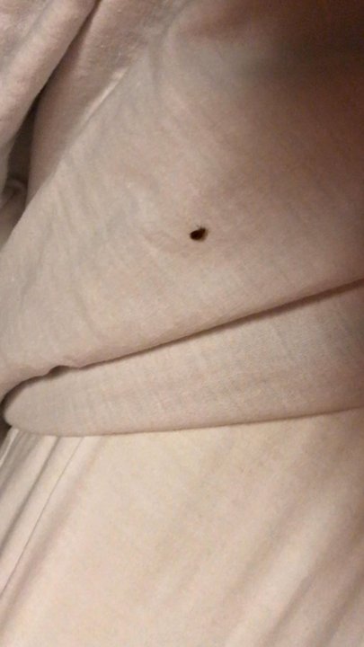 Motel 6 - Cruising BED BUG!!! - Hotels Near Me - Carpinteria, California