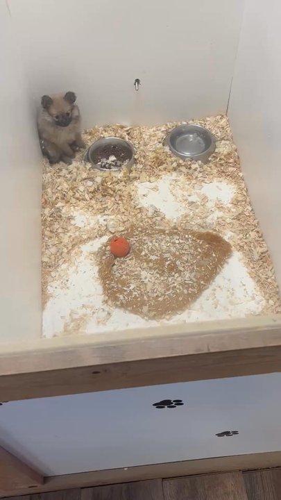 Brookside Pups - They let the puppy's lay on their poop. They look sick and abused .Somebody please call the animal health department And shut them DOWN. - Pet Stores Near Me - Tannersville, Pennsylvania