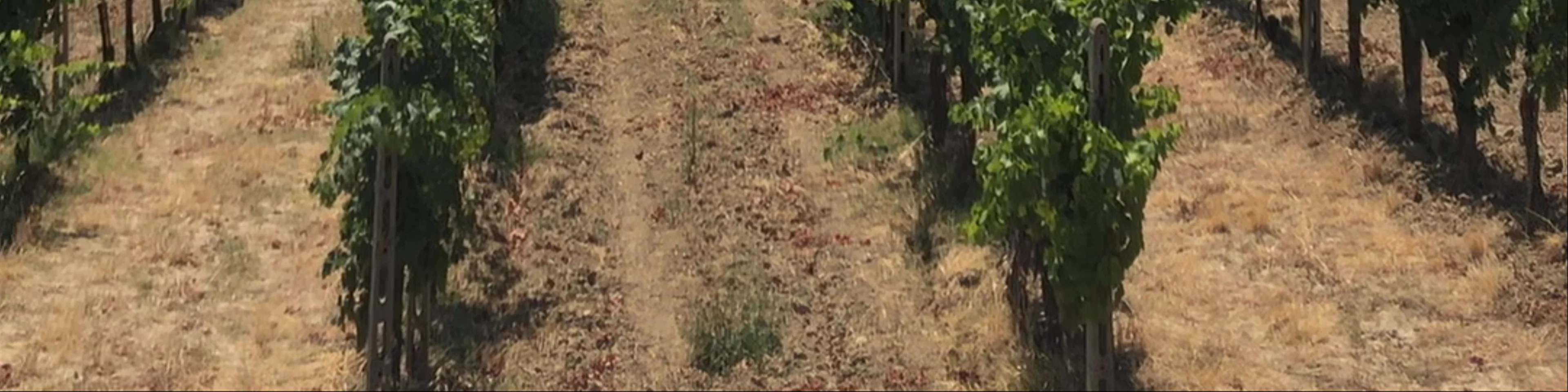 Fattoria Poggio Alloro