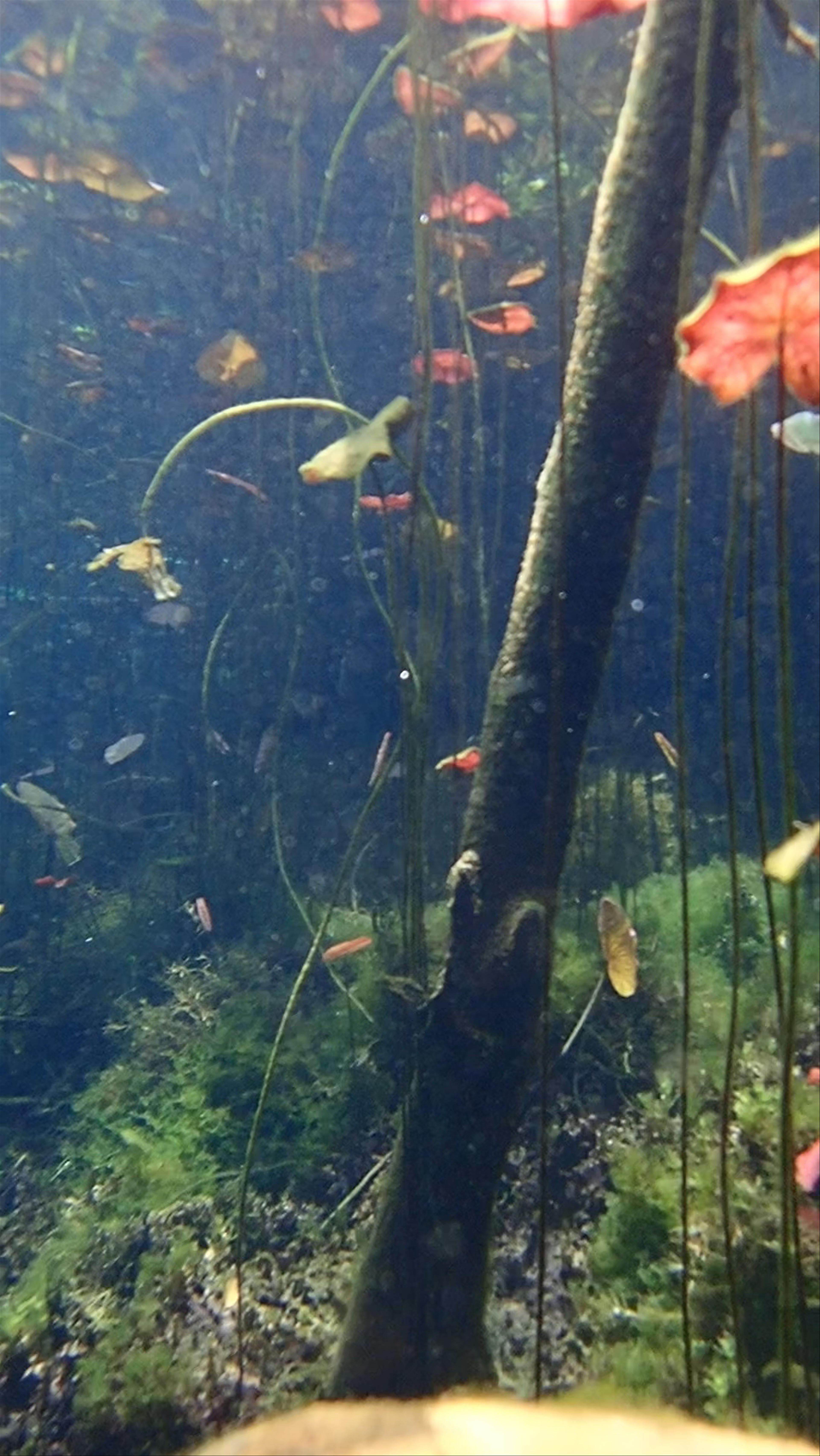 Cenote Car Wash