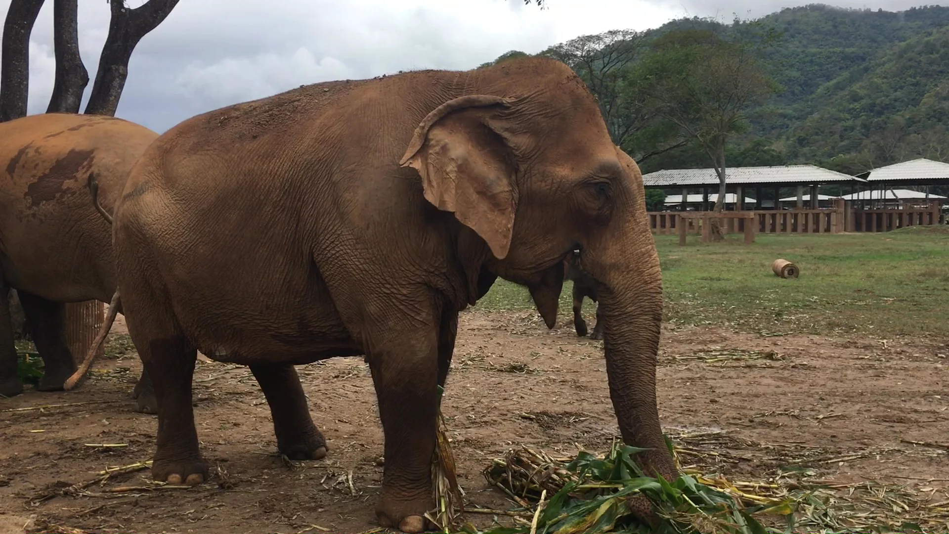 Elephant Nature Park