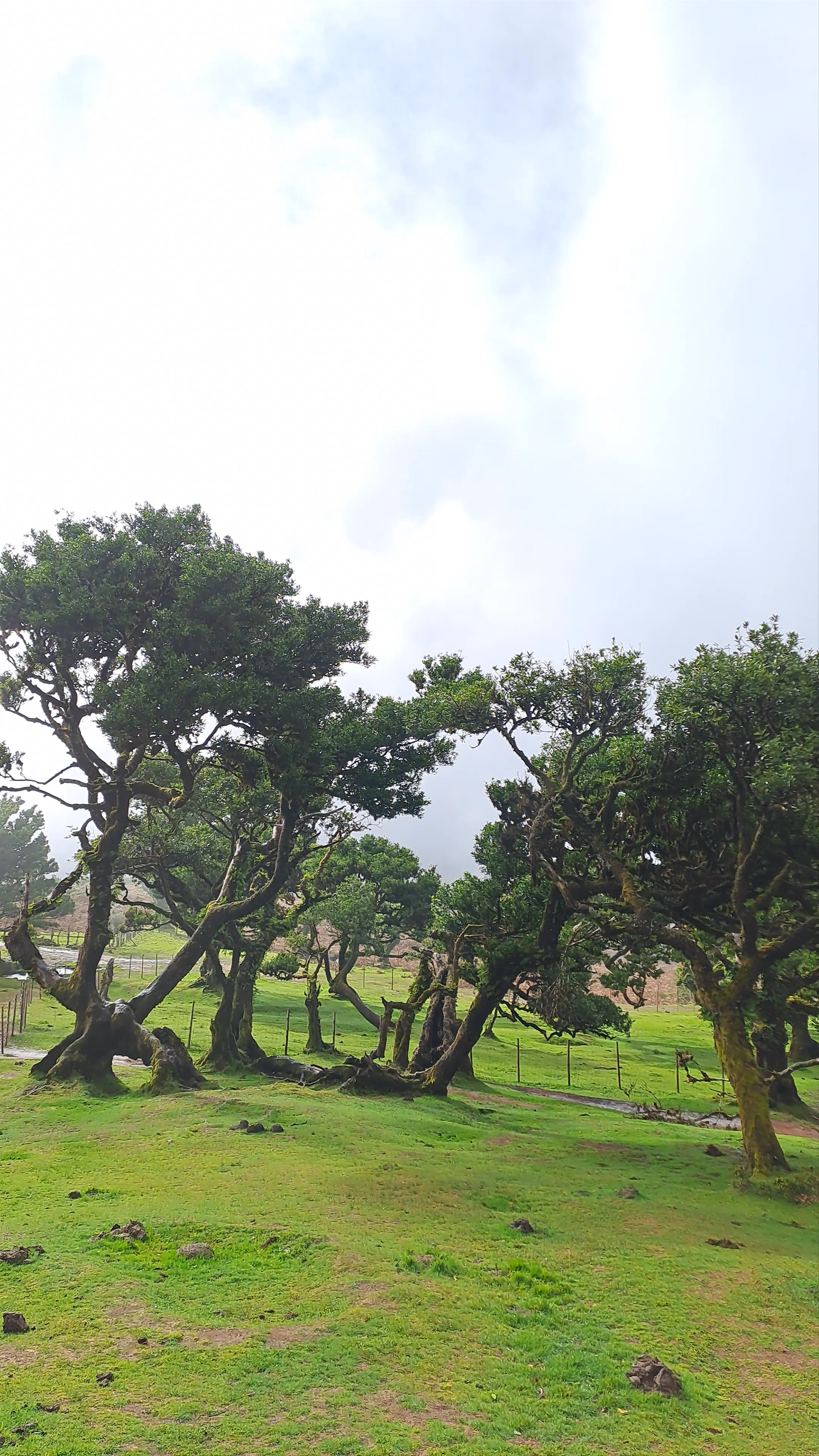 Fanal Forest