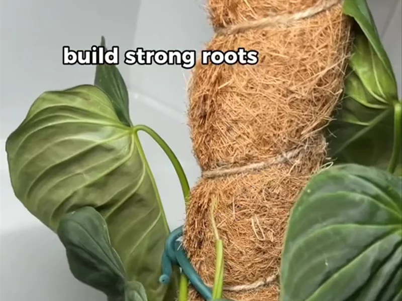 Plant product demostration and benefits