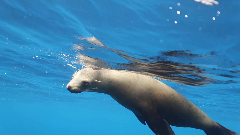 Sea Lion poster