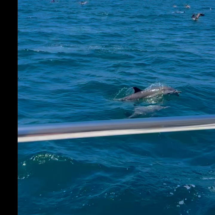 Capt. Dave's - Boat Charters Near Me - Dana Point, California