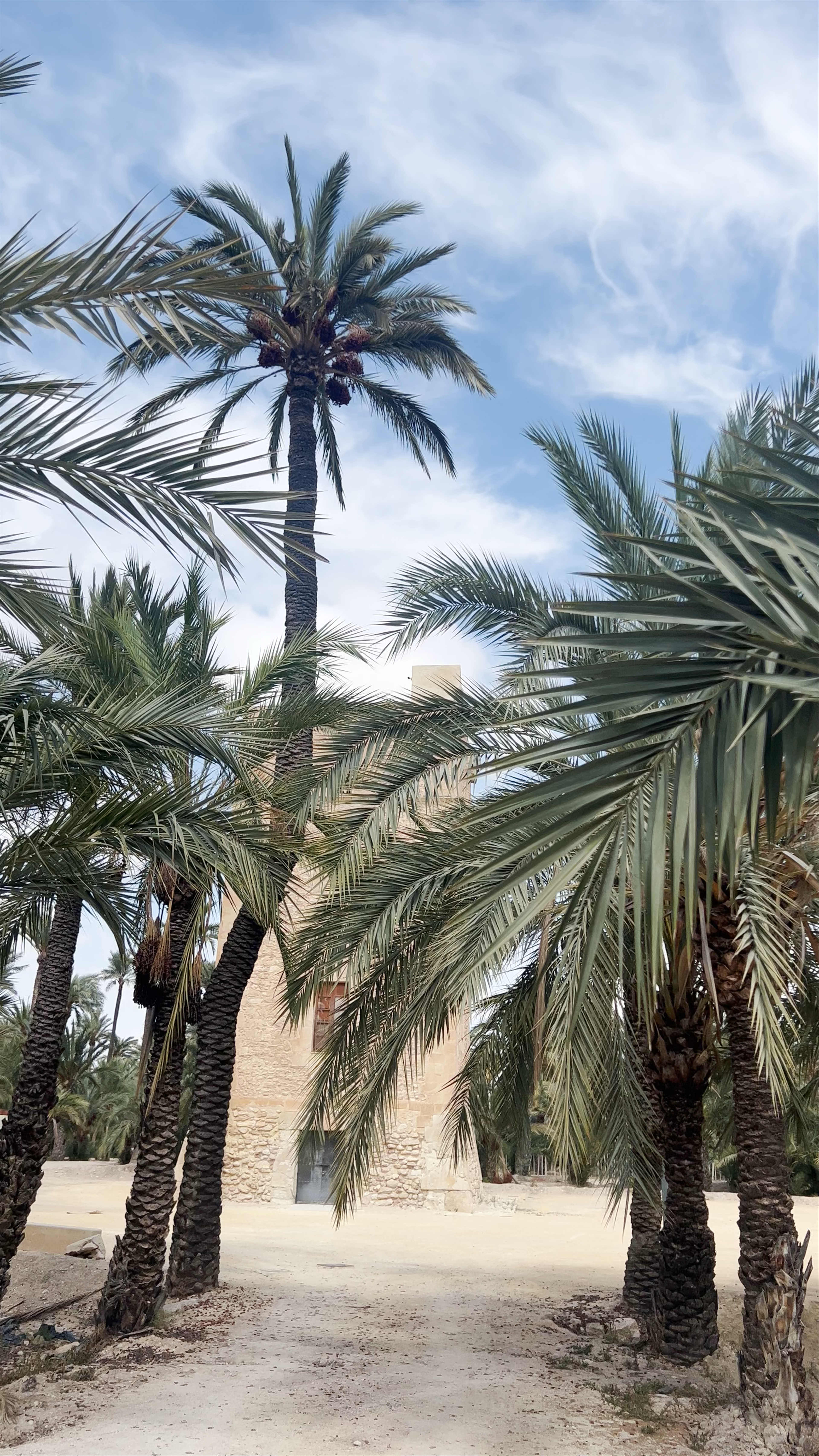 Torre de Vaillo Surrounded by Lush Palms in Elche