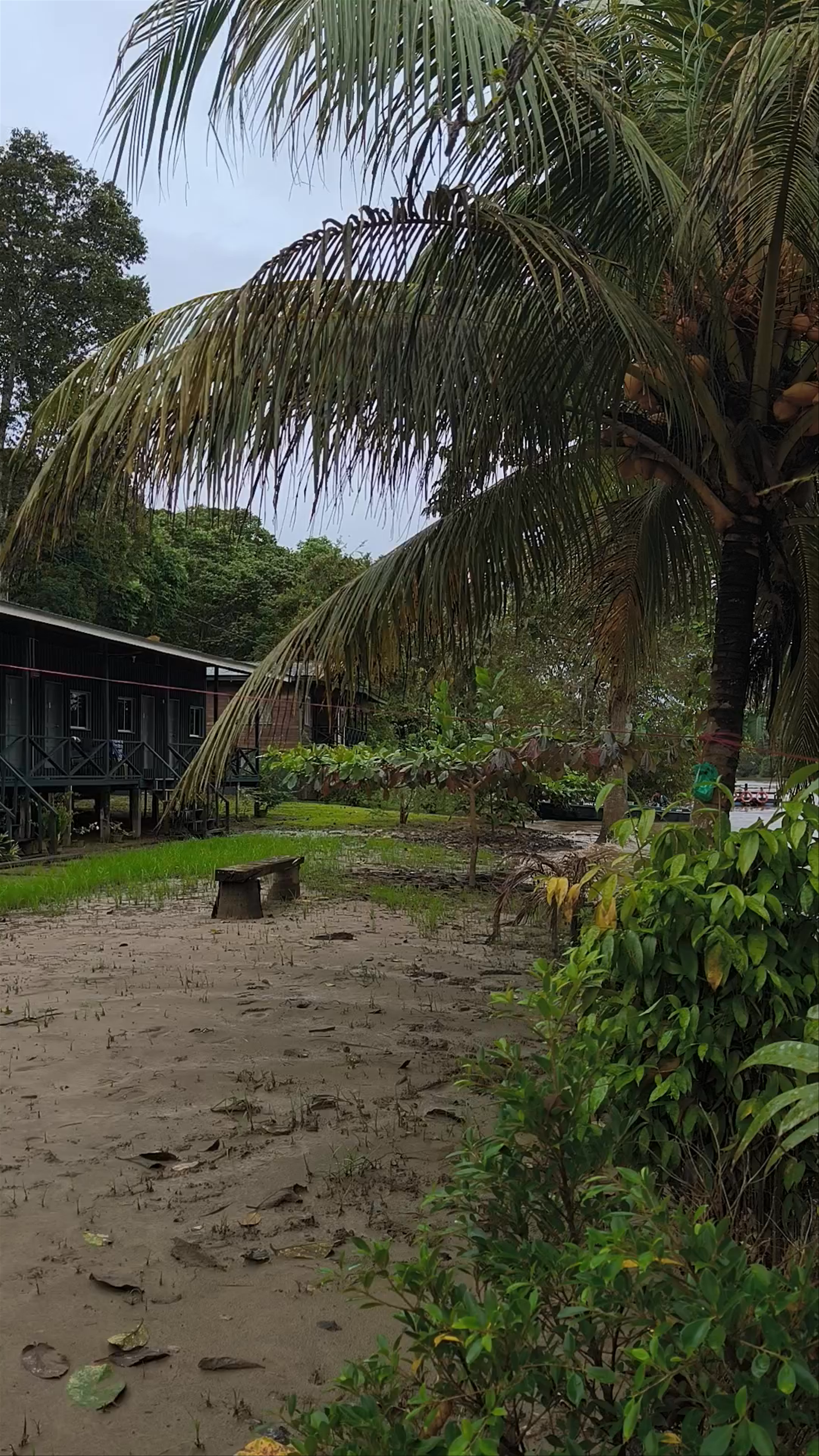 Osman's Homestay: A Tranquil Jungle Retreat in Kinabatangan, Sabah