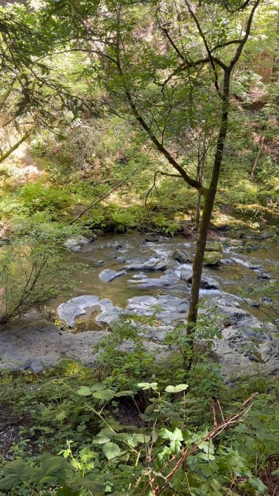 Samuel P Taylor State Park - Parks Near Me - Lagunitas, California