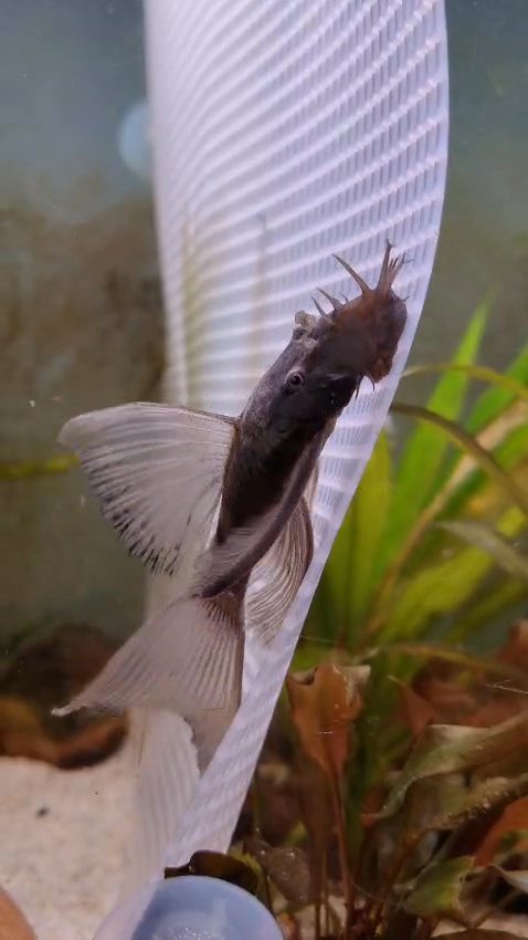 Long fin green dragon breeding pair