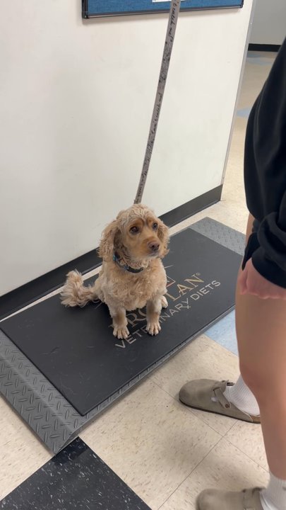 Pasadena Pets Veterinary Hospital - My Baby gained weight - Veterinarians Near Me - Pasadena, California