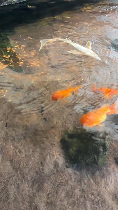 Your Pet Fish - Apparently, this is how they eat. - Local Fish Stores Near Me - Carrollton, Texas