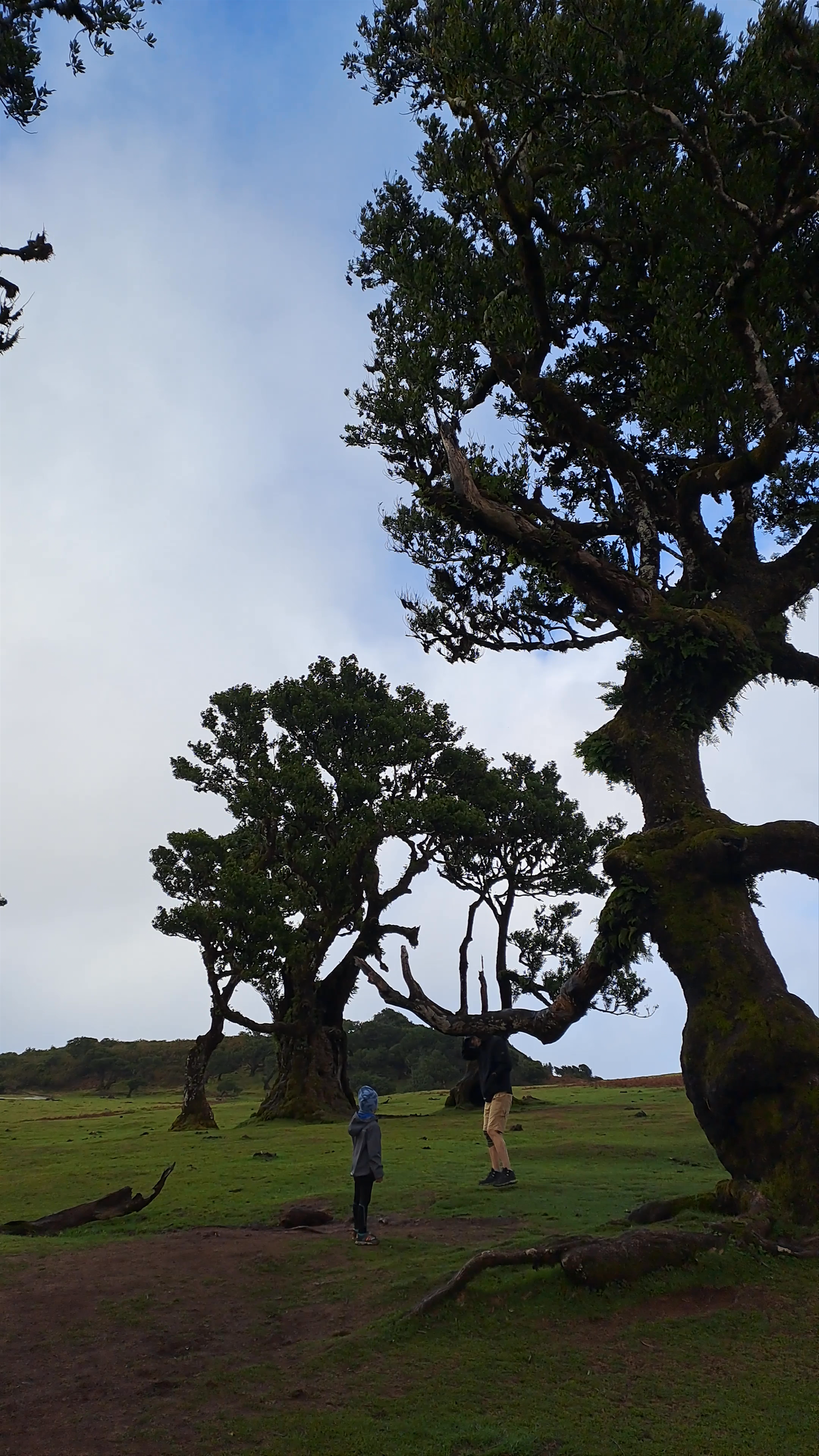 Fanal Forest