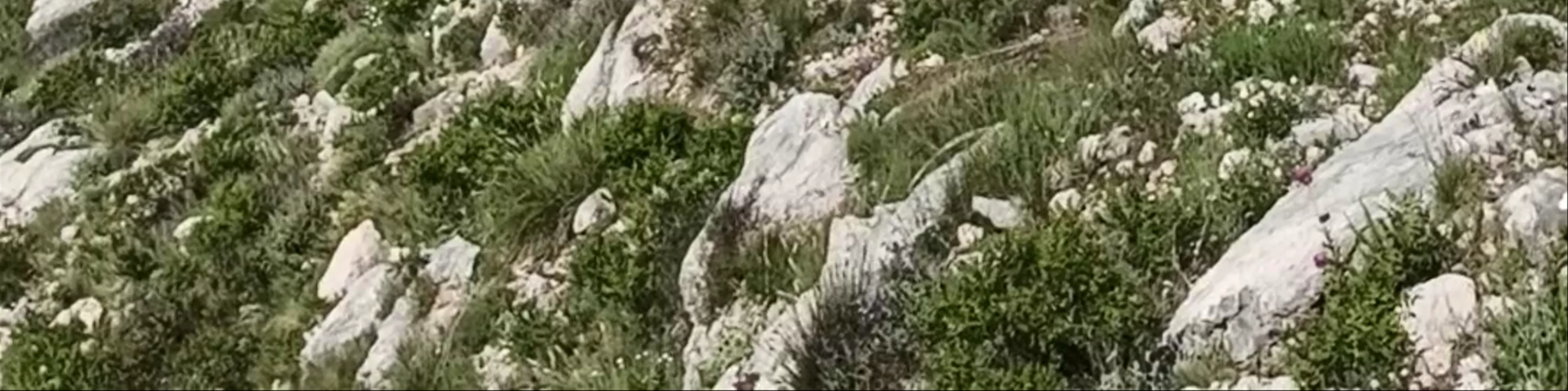 Srđ